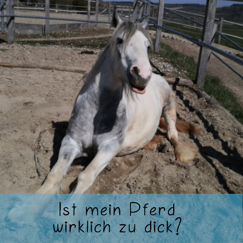 Ist mein Pferd wirklich zu dick?